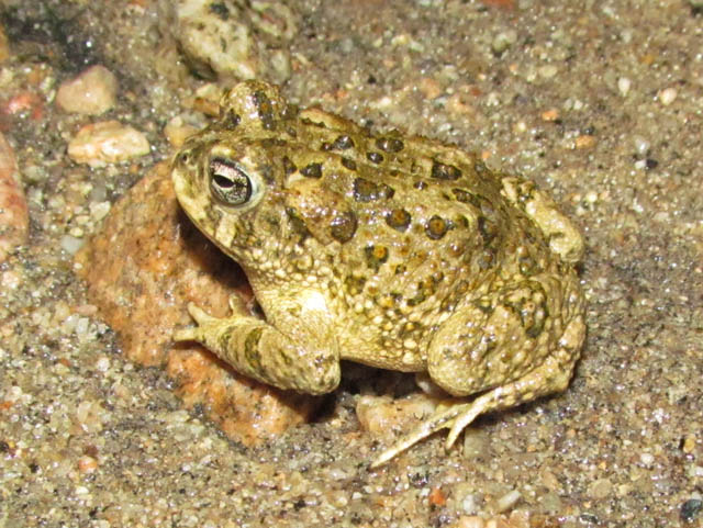 Arroyo Toad